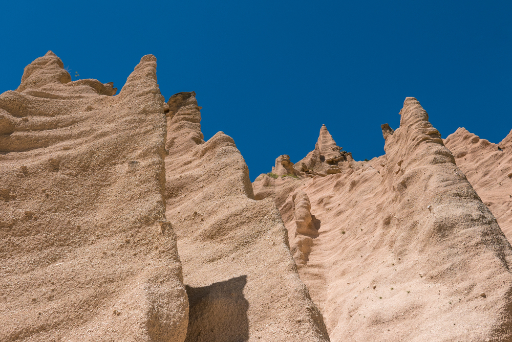 Lame Rosse