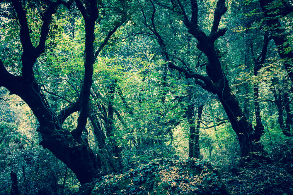 Bosco del Sasseto