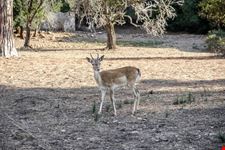 Magliano in Toscana