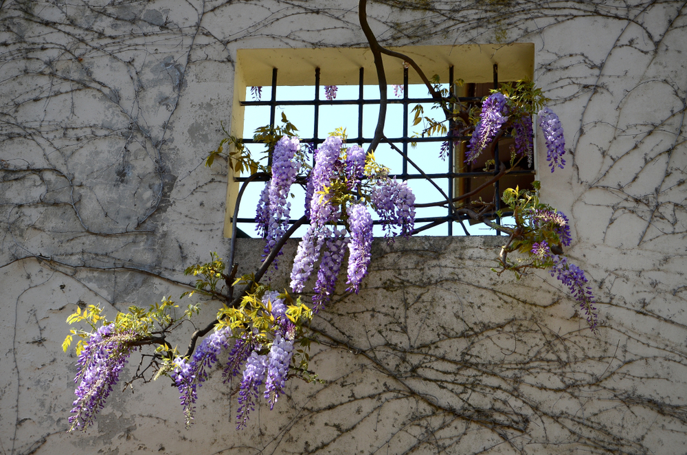 Giardino Bardini