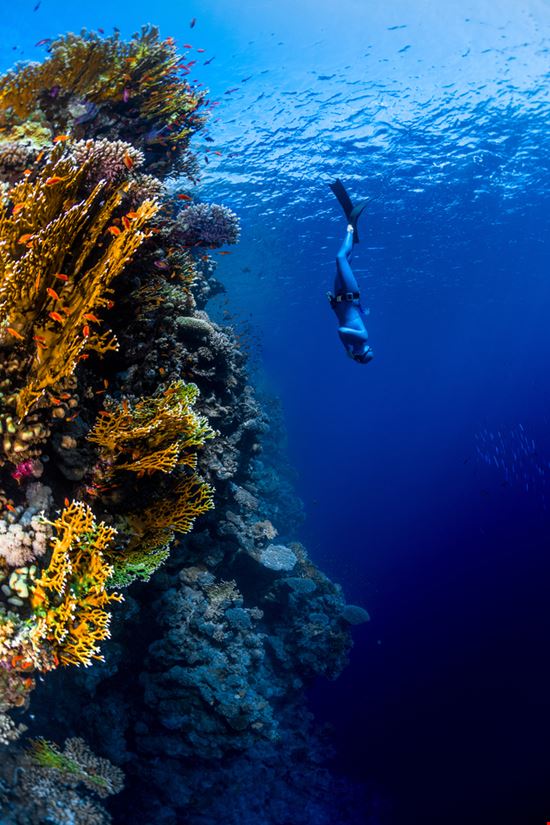 Barriera Corallina Barriera Corallina Dudarev Mikhail - Shutterstock.com 