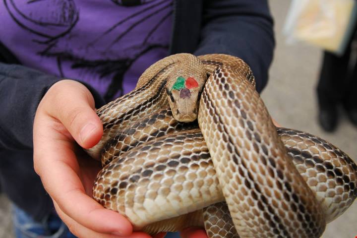Abruzzo, il borgo dove ogni anno i serpenti sono protagonisti di una antichissima festa popolare