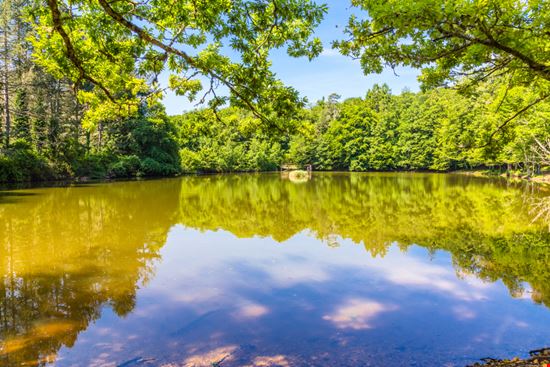Foresta Umbra Foresta Umbra elitravo - Shutterstock.com 
