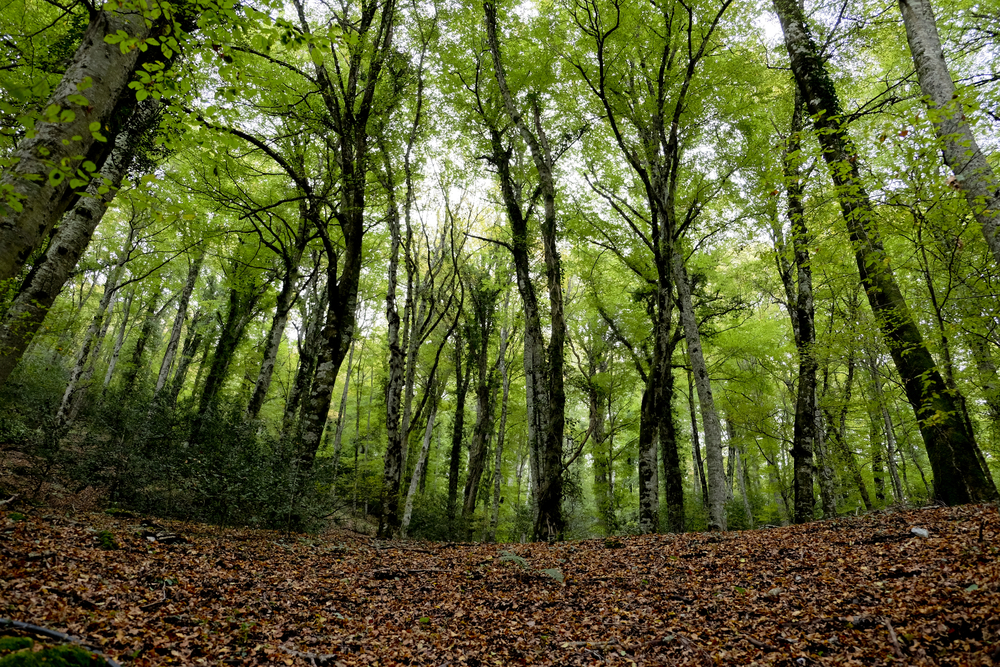 Foresta Umbra