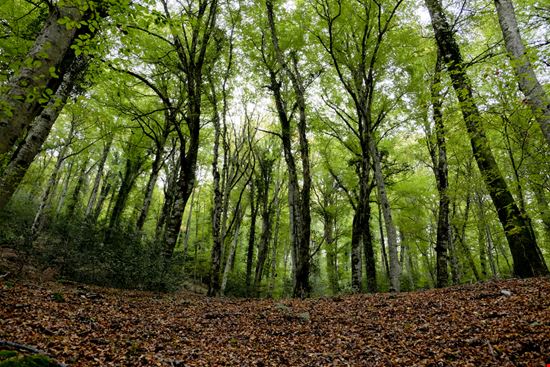 Foresta Umbra Foresta Umbra Baldas1950 - Shutterstock.com 