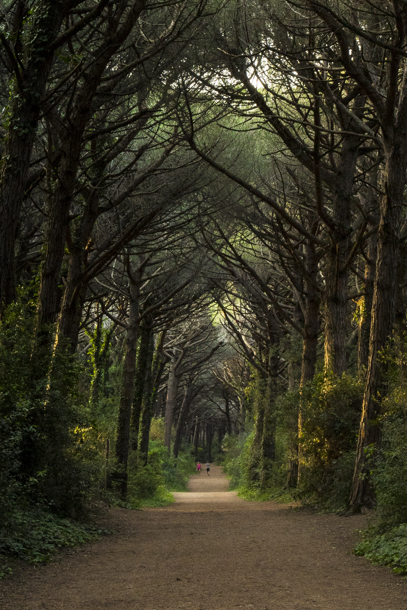 Pineta di Marina di Bibbona 