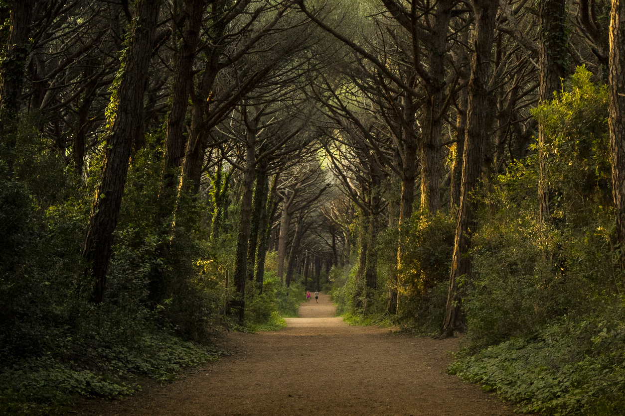 Pineta di Marina di Bibbona 