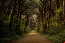 Pineta di Marina di Bibbona 