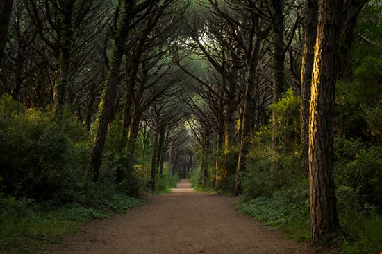 Pineta di Marina di Bibbona  Pineta di Marina di Bibbona  silvia cozzi - Istockphoto.com 