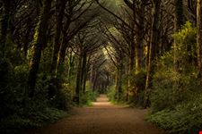 Pineta di Marina di Bibbona 