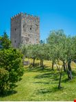 Arpino