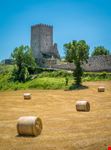 Arpino
