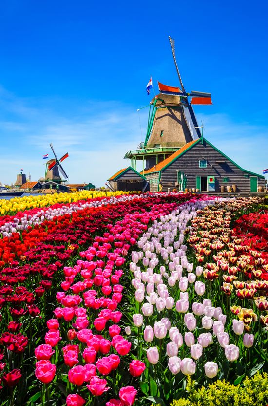 Zaanse Schans Zaanse Schans Olena Z - Shutterstock.com 