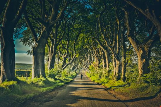 The Dark Hedges The Dark Hedges Shailpik Biswas - Shutterstock.com 