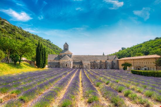 Abbazia di Senanque L'abbazia nei campi di lavanda della Provenza stock.adobe.com 