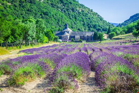 Abbazia di Senanque L'abbazia nei campi di lavanda della Provenza stock.adobe.com 