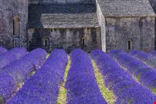 Abbazia di Senanque