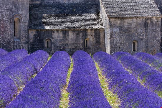 Abbazia di Senanque L'abbazia nei campi di lavanda della Provenza stock.adobe.com 