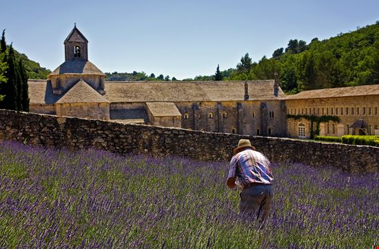 Abbazia di Senanque L'abbazia nei campi di lavanda della Provenza stock.adobe.com 