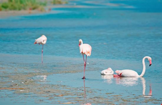 Fenicotteri in città Fenicotteri in città Gabriele Maltinti - Shutterstock.com 