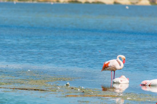 Fenicotteri in città Fenicotteri in città Gabriele Maltinti - Shutterstock.com 