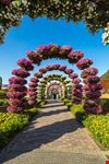 Miracle Garden