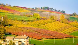 Castelvetro di Modena