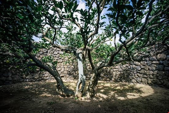 Isola di Pantelleria Giardino Pantesco stock.adobe.com 