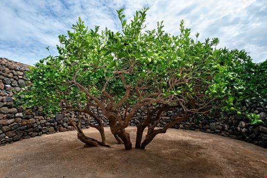 Isola di Pantelleria Giardino Pantesco stock.adobe.com 