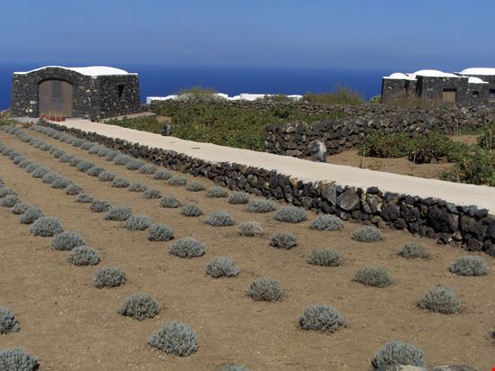 Isola di Pantelleria Giardino Pantesco stock.adobe.com 