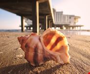 Senigallia