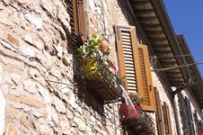 Collepino