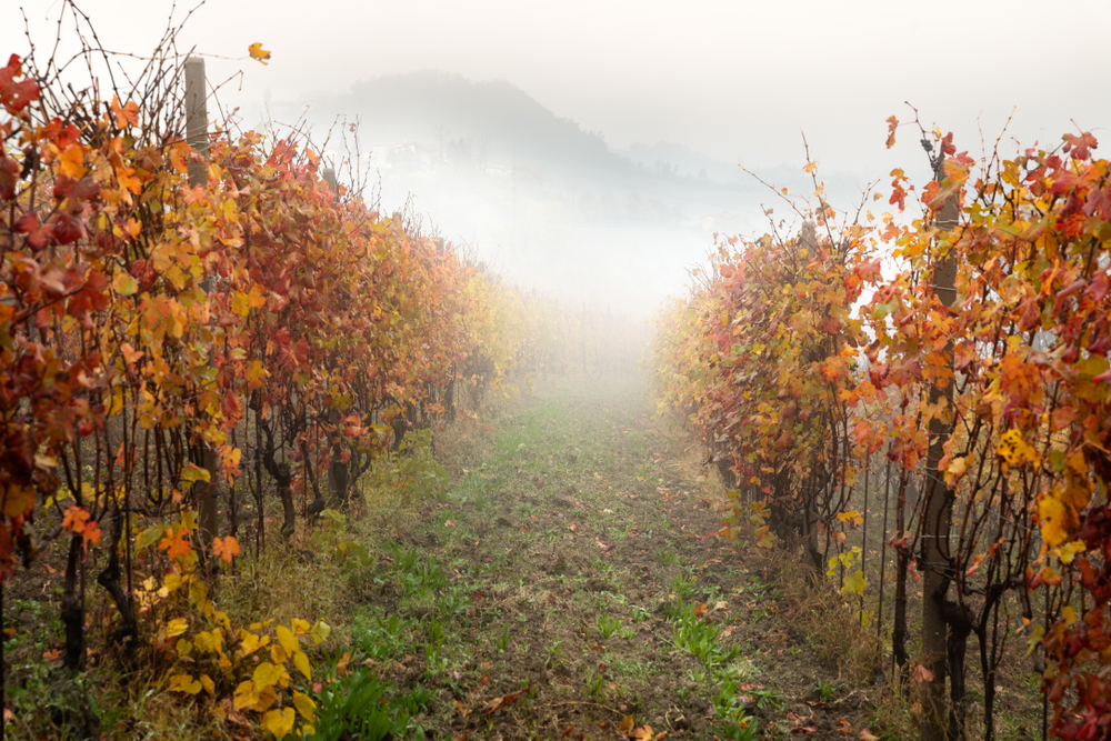 Strada del Barolo