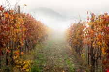 Strada del Barolo