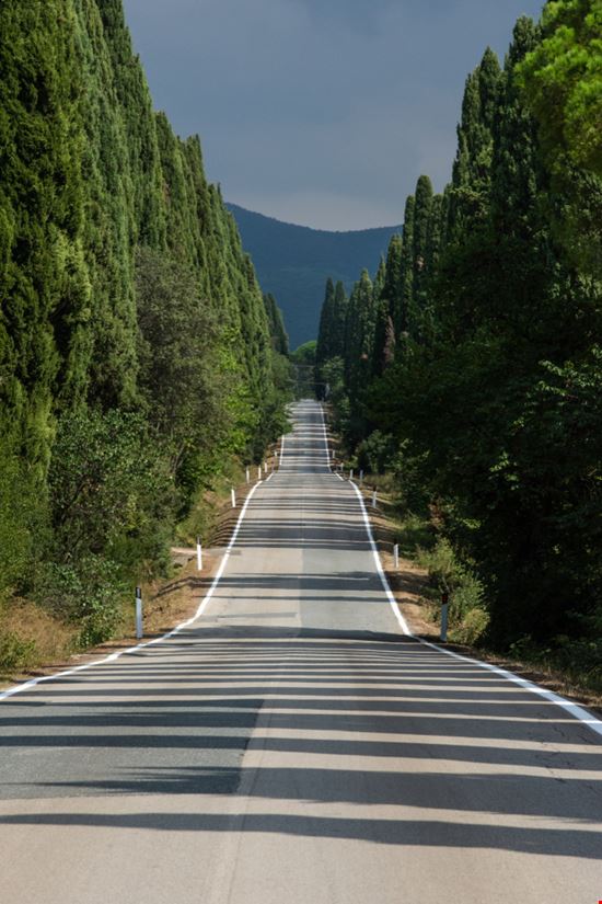 Castagneto Carducci Viale dei Cipressi Shutterstock.com 