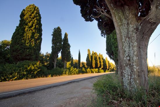 Castagneto Carducci Viale dei Cipressi Shutterstock.com 