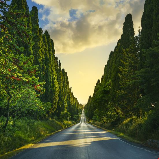 Castagneto Carducci Viale dei Cipressi Shutterstock.com 