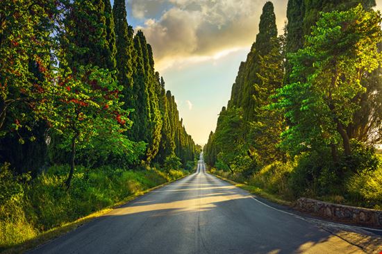 Castagneto Carducci Viale dei Cipressi Shutterstock.com 