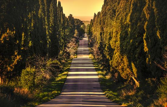Castagneto Carducci Viale dei Cipressi Shutterstock.com 