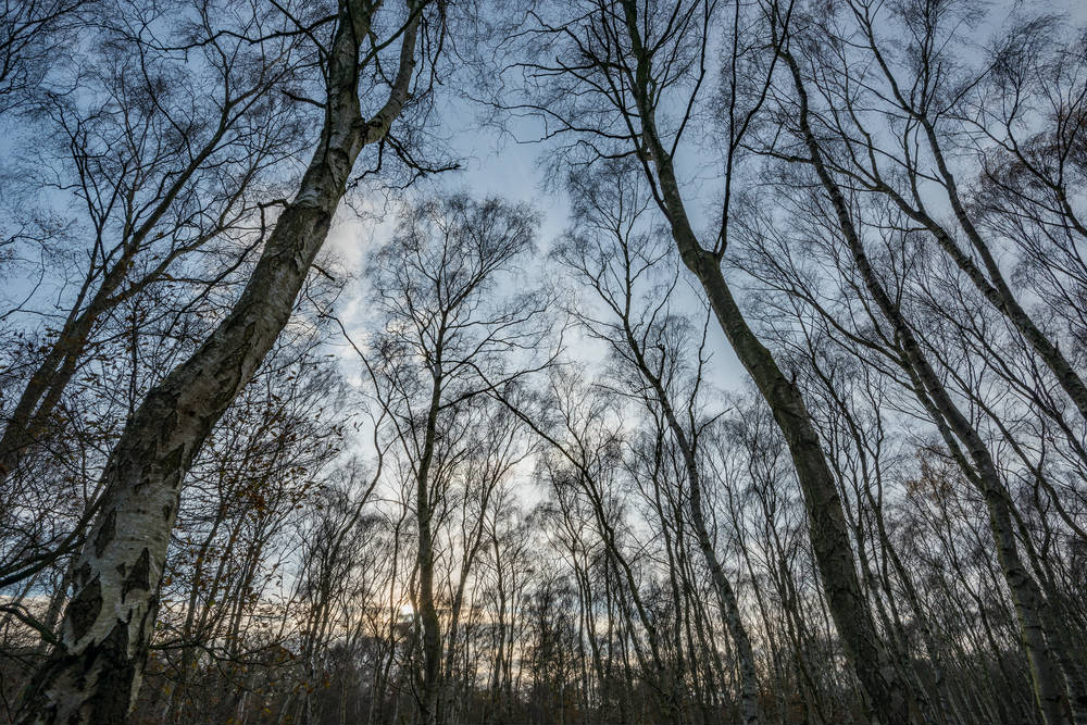 Foresta di Sherwood