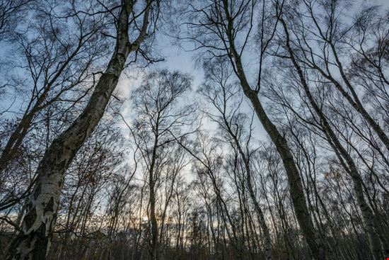 Foresta di Sherwood Foresta di Sherwood bearacreative - Shutterstock.com bearacreative