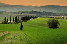 Cipressi 
