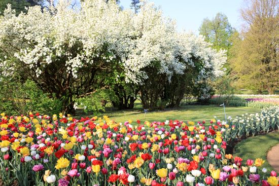 Giardini di Villa Taranto  I giardini da non perdere in Italia Paolo Trovo / Shutterstock.com 