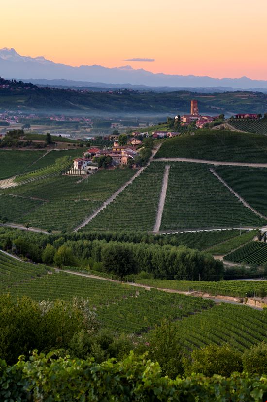 Barbaresco Barbaresco Scacciamosche - Istockphoto.com 