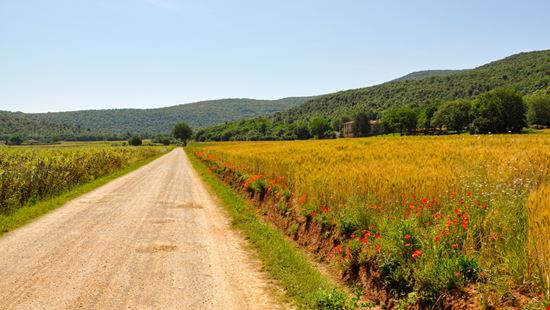 Via Francigena Tra pellegrinaggio e spiritualità Roberta Ristori - Shutterstock.com 