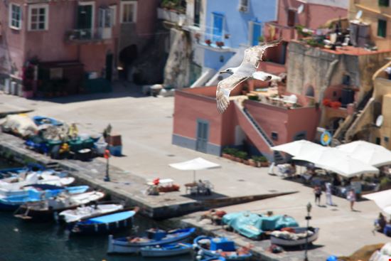 Procida Marina Corricella stock.adobe.com 
