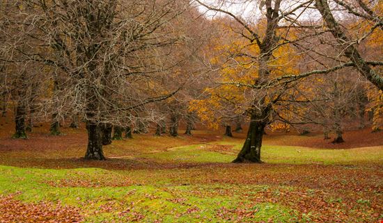 Parco Naturale Regionale Monti Simbruini Il polmone verde del Lazio stock.adobe.com 