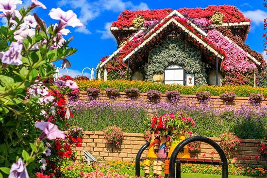 Dubai Miracle Garden stock.adobe.com 