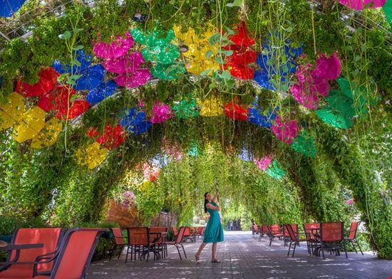 Dubai Miracle Garden  