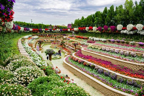 Dubai Miracle Garden Vishal Katyare / Shutterstock.com 